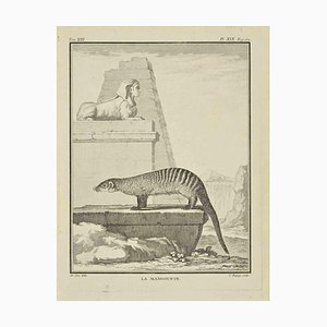 Jean Charles Baquoy, La Mangouste, Radierung, 1771