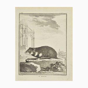 Jean Charles Baquoy, Le Hamster, Acquaforte, 1771