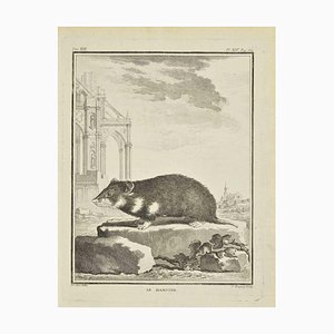 Jean Charles Baquoy, Le Hamster, Etching, 1771