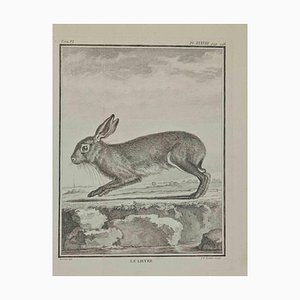 Pierre Francois Tardieu, Le Lievre (The Hare), Etching, 1771