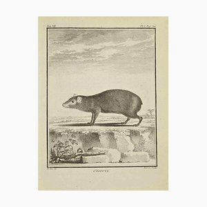 Bernard Baron, L'Agouti, Acquaforte, 1771