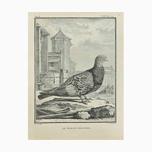 Carl Guttenberg, Le Pigeon, Polonois, Acquaforte, 1771