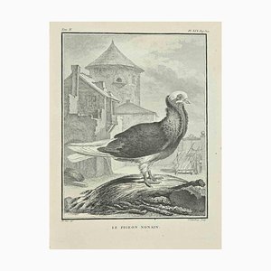 Carl Guttenberg, Le Pigeon Nonain, Acquaforte, 1771