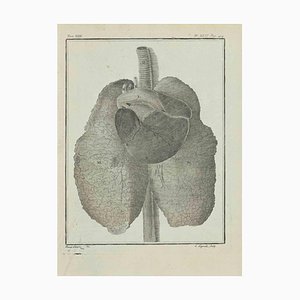 Louis Legrand, Animals' Respiratory System, Etching, 1771