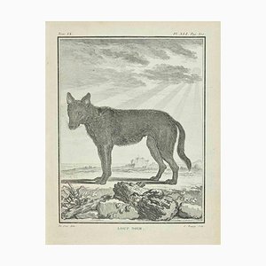 Pierre Charles Baquoy, Loup Noir, Radierung, 1771