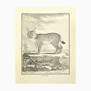 Bernard Baron, Le Lynx, Acquaforte, 1771