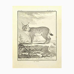 Bernard Baron, Le Lynx, Eau-forte, 1771