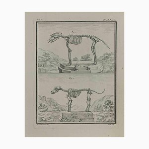 Jean Gullaume Moitte, Study of Bones, Etching, 1771