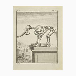 J.-B. Guélard, esqueleto, grabado, 1771