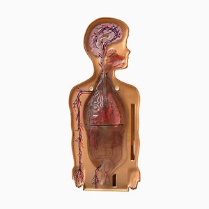 Modèle Respiratoire d'Enseignement Anatomical Vintage, États-Unis, 1950s