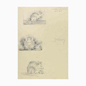 Augusto Monari, Étude d'une souris, Dessin au crayon, 1935