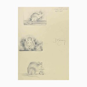 Augusto Monari, Study of a Mouse, Pencil Drawing, 1935