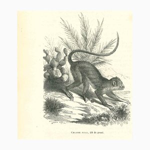 Paul Gervais, El mono, litografía, 1854