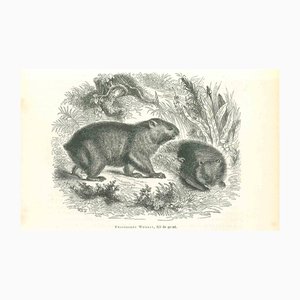 Lithographie, Paul Gervais, Phascolome Wombat, 1854