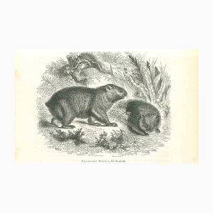Paul Gervais, Phascolome Wombat, litografia, 1854