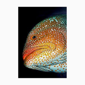 Patrick Chevailler, 517 Tiger Grouper Portrait, 2020, Digital Print on Canvas