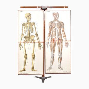 Faltbare anatomische Lehrtafeln, 1920er, 2er Set