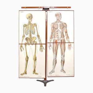 Human Foldable Anatomical Wall Charts, 1920s, Set of 2