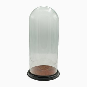 Cúpula alta de muestra antigua, inglés, vidrio, taxidermia, vitrina, victoriana, 1880