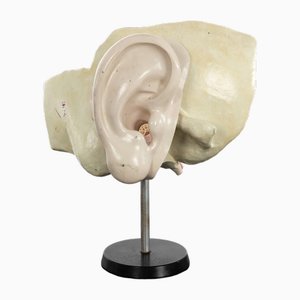 Anatomisches Gipsmodell des menschlichen Ohrs, 1960er