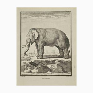Jean Charles Baquoy, L'Elephant, Etching, 1771