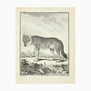 Jean Charles Baquoy, Le Loup, Acquaforte, 1771