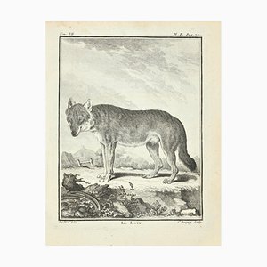 Jean Charles Baquoy, Le Loup, grabado, 1771