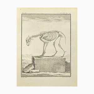 Françoise Guelard, The Skeleton, Etching, 1771