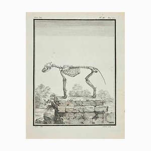 Claude Jardinier, Das Skelett, Radierung, 1771