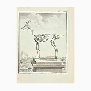 Madeline Rousselet, El esqueleto, Aguafuerte, 1771
