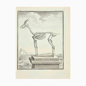 Madeline Rousselet, The Skeleton, Etching, 1771