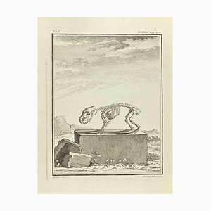 Louis Legrand, The Skeleton, Etching, 1771
