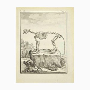 Claude Jardinier, The Skeleton, Etching, 1771