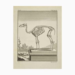 Louis Legrand, El esqueleto, grabado, 1771
