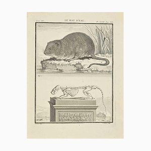 Jean Charles Baquoy, Le Rat d'Eau, Radierung, 1771