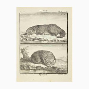Jean Charles Baquoy, La Loutre, Etching, 1771