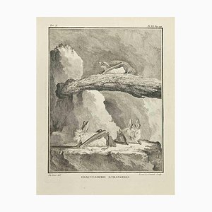 Louis Legrand, Chauvesouris, Acquaforte, 1771