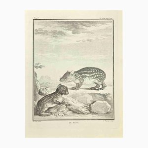 Jean Charles Baquoy, Le Paca, Eau-forte, 1771