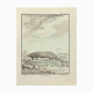 Juste Chevillet, Le Pangolin, Etching, 1771