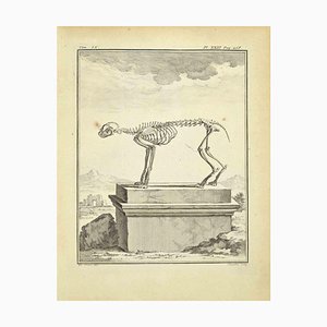 Juste Chevillet, Das Skelett, Radierung, 1771