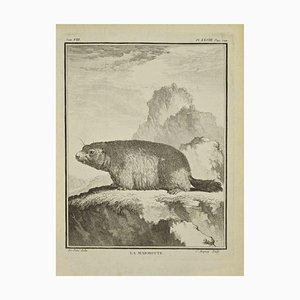 Jean Charles Baquoy, La Marmotte, Acquaforte, 1771