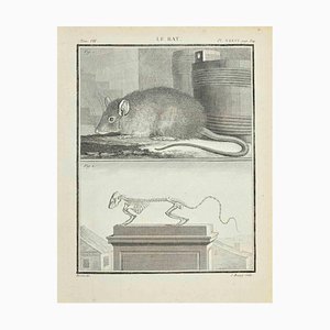 Jacques Baron, Le Rat, Eau-forte, 1771