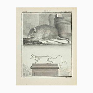 Jacques Baron, Le Rat, grabado, 1771