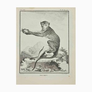 Jacques Baron, Macaque, Eau-forte, 1771