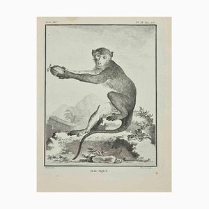 Jacques Baron, Macaque, Etching, 1771