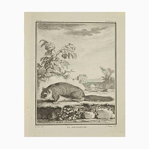 Jean Charles Baquoy, Le Polatouche, Etching, 1771