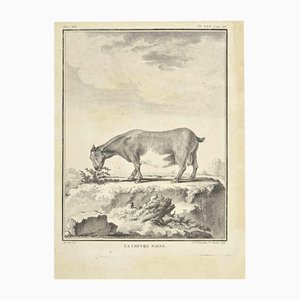 Madeline Rousselet, La Chevre Naine, Acquaforte, 1771