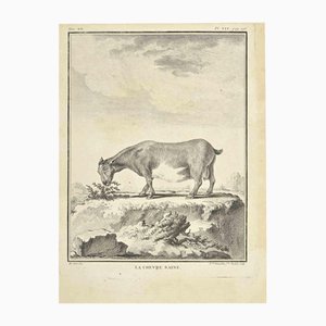 Madeline Rousselet, La Chevre Naine, Radierung, 1771