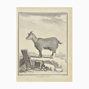 Jean Charles Baquoy, La Chèvre de Juda, Eau-forte, 1771