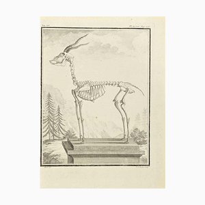 Pierre Francois Tardieu, The Skeleton, Etching, 1771